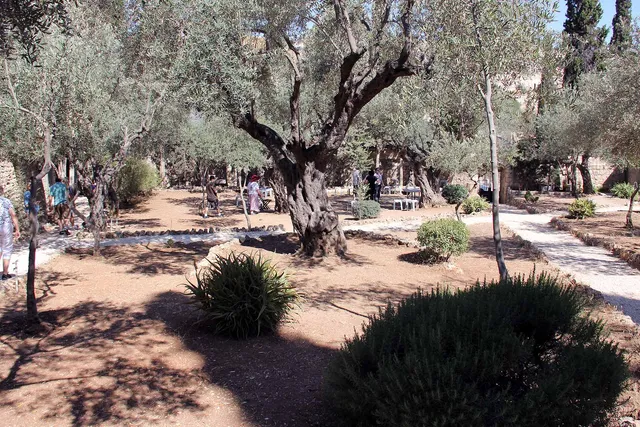 Gethsemane image 4