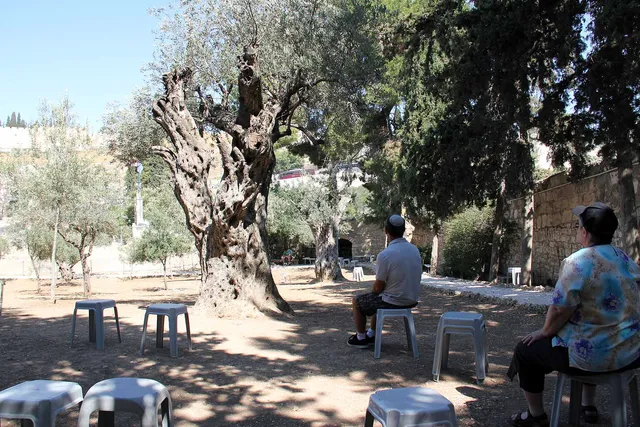 Gethsemane image 19