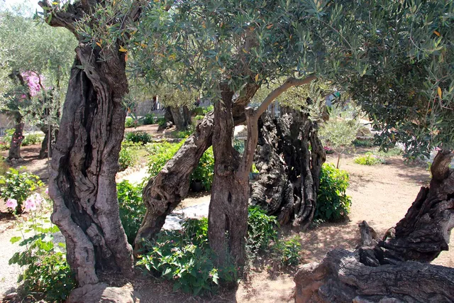 Gethsemane image 27